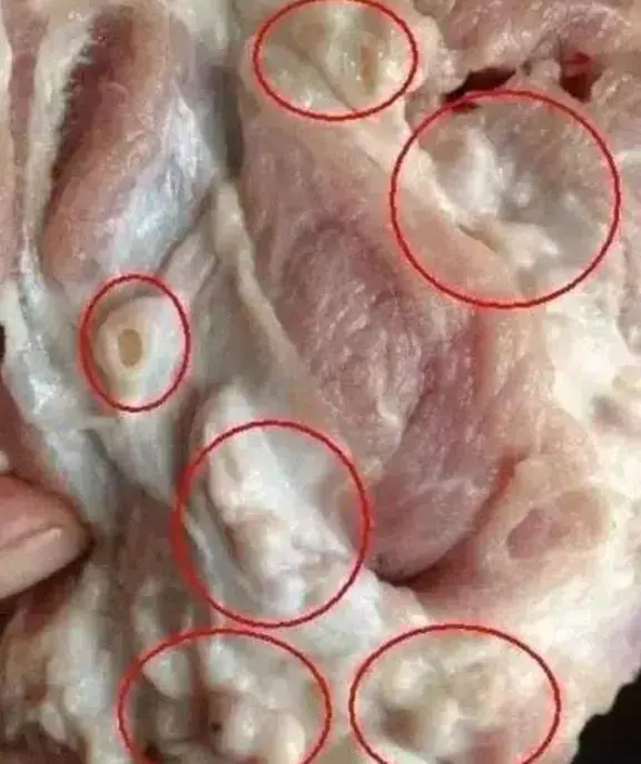 ระวัง! ๒ ส่วนของหมูที่อันตรายต่อร่างกาย ห้ามรับประทานเด็ดขาด