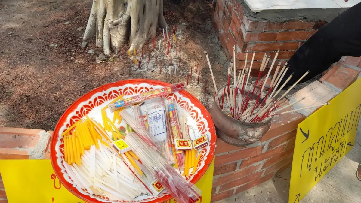 เชื่อใครเห็นจะมีโชค! ชาวบ้านตื่นตา "โพธิ์สีทอง" เจอปุ๊บมีคนถูกหวย จุดธูปได้เลข 3 ตัวนี้