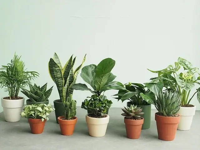 มีอยู่หรือไม่? 5 ต้นไม้ที่ถูกกล่าวขานว่า “ยิ่งปลูกยิ่งจน” จนหลายคนรีบเช็กหน้าบ้าน