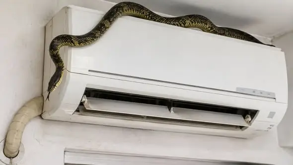 3 วิธีป้องกันงูและหนูเข้าเครื่องปรับอากาศ ที่หลายคนอาจยังไม่เคยรู้