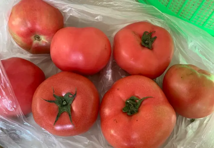 เจอ มะเขือเทศ 3 แบบนี้ ห้ามซื้อเด็ดขาด! เสี่ยงสารพิษ-เร่งสุก คนปลูกยังไม่กล้ากิน