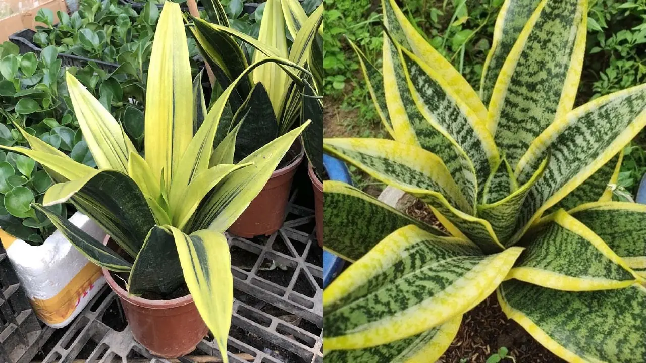 ตามหลักฮวงจุ้ย ราศีบางราศีไม่เข้ากันกับต้นลิ้นมังกร (Sansevieria) เชื่อกันว่าการปลูกต้นไม้ชนิดน