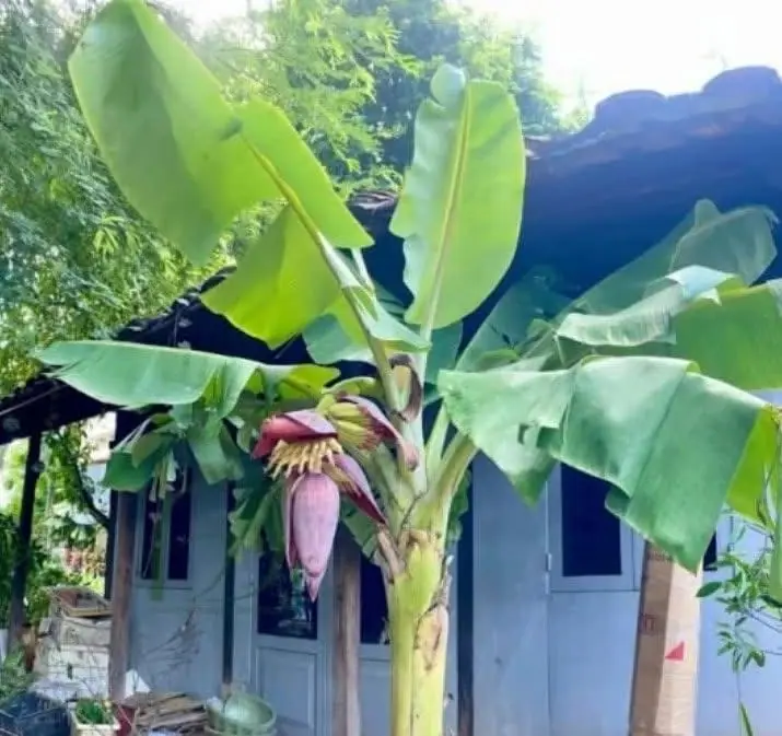 บ้านไหนมี 4 ต้นไม้นี้ต้องระวัง! คนโบราณเตือน ต่อให้ขายบ้านก็ยังใช้หนี้ไม่หมด