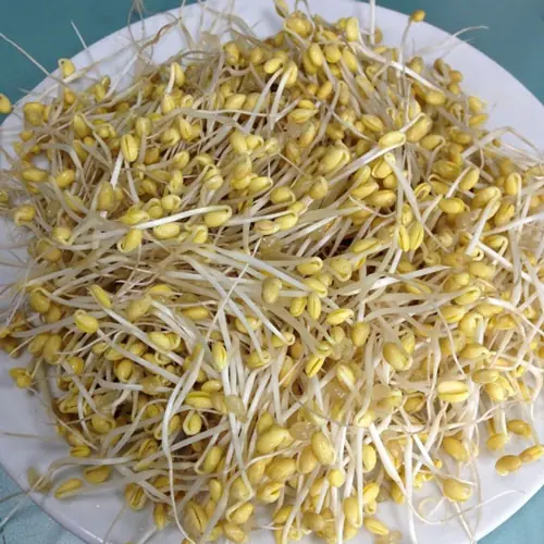 ถั่วงอก สุดยอดพืชพรรณใกล้ตัวที่หลายคนมักมองข้าม