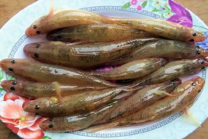 ปลา 4 ชนิดที่ไม่สามารถเพาะเลี้ยงได้ เนื้ออร่อย ไม่คาว เจอแล้วอย่าเสียดายเงิน ควรซื้อไว้กิ