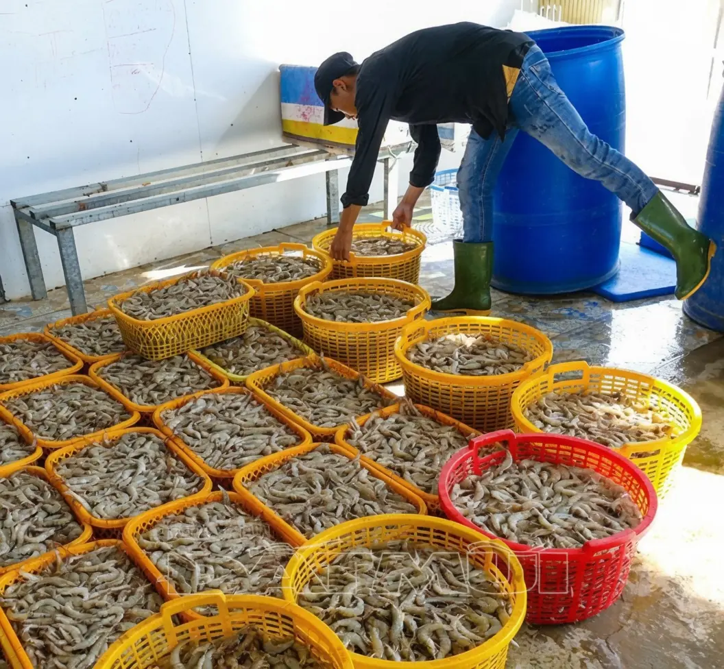 เกิดอะไรขึ้น? หนุ่มเข้าไปซื้อกุ้ง 5 กก. ผ่านมา 10 นาที "ต้องปิดตลาด" ร้านโดนปรับเป็นล้าน!!