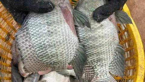 หากคุณพบเห็นปลาสามชนิดนี้ในตลาด ควรหลีกเลี่ยงการซื้อจะดีที่สุด