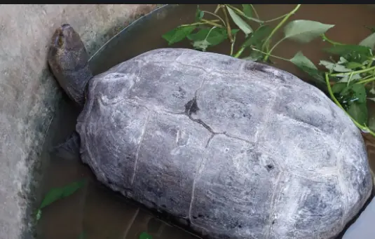 ฮือฮา "เต่ายักษ์" เดินเข้าบ้านตายาย ตกดึกฝันได้เลขเด็ด นำแป้งมาทาถู เลขโผล่!