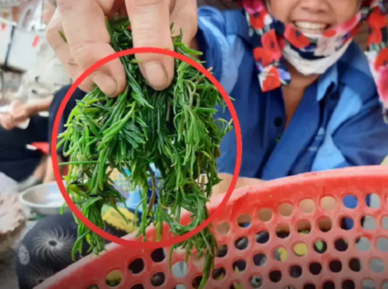 ผักป่าที่ถูกเรียกว่า “ของขวัญจากธรรมชาติ” เพียงลวกแล้วจิ้มน้ำพริกก็อร่อย พร้อมคุณค่าทาง