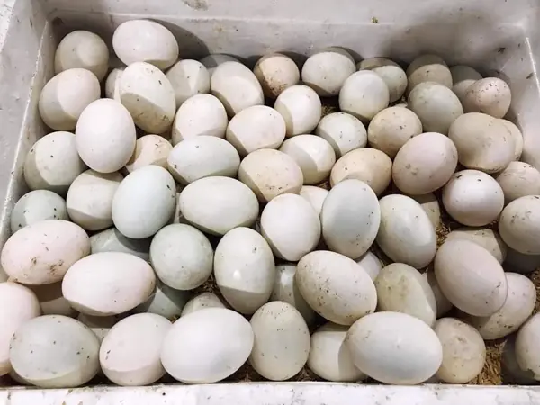 ไข่ไก่กับไข่เป็ด เลือกแบบไหนดีต่อร่างกายที่สุด หาคำตอบได้ที่นี่