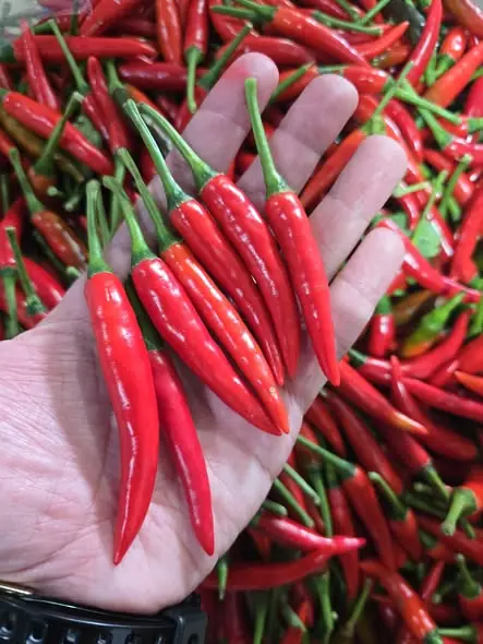 ซื้อพริกมาอย่าเพิ่งแช่ตู้เย็น! เคล็ดลับเก็บพริกให้สดนานถึง 6 เดือน สีสวย ไม่เหี่ยวง่าย