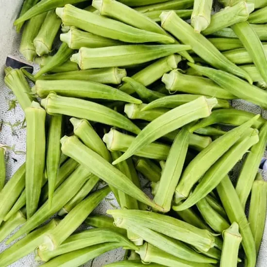 กระเจี๊ยบเขียวดีกิน 9 ใน 10 คนยังยกนิ้วให้ แต่หมอเตือน! 5 กลุ่มคนนี้กินแล้วอาจอันตรายยิ่งกว่า