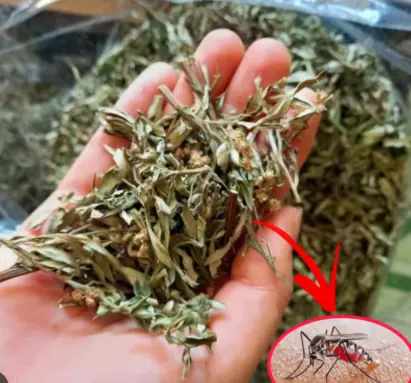 แค่หยิบใบไม้นี้ 1 กำมือวางไว้ในบ้าน ยุงเยอะแค่ไหนก็ไม่ชอบกลิ่น