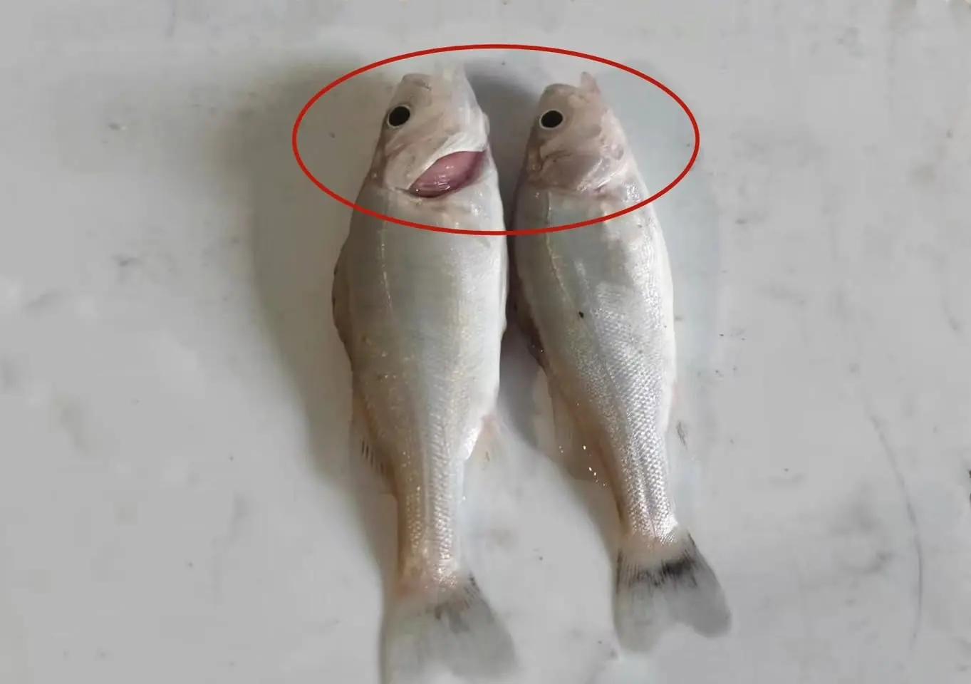 3 ส่วนของปลาที่มีปริมาณ "โลหะ หนัก" สูงที่สุด แต่หลายคนไม่รู้ ชอบ กินกันมาก!