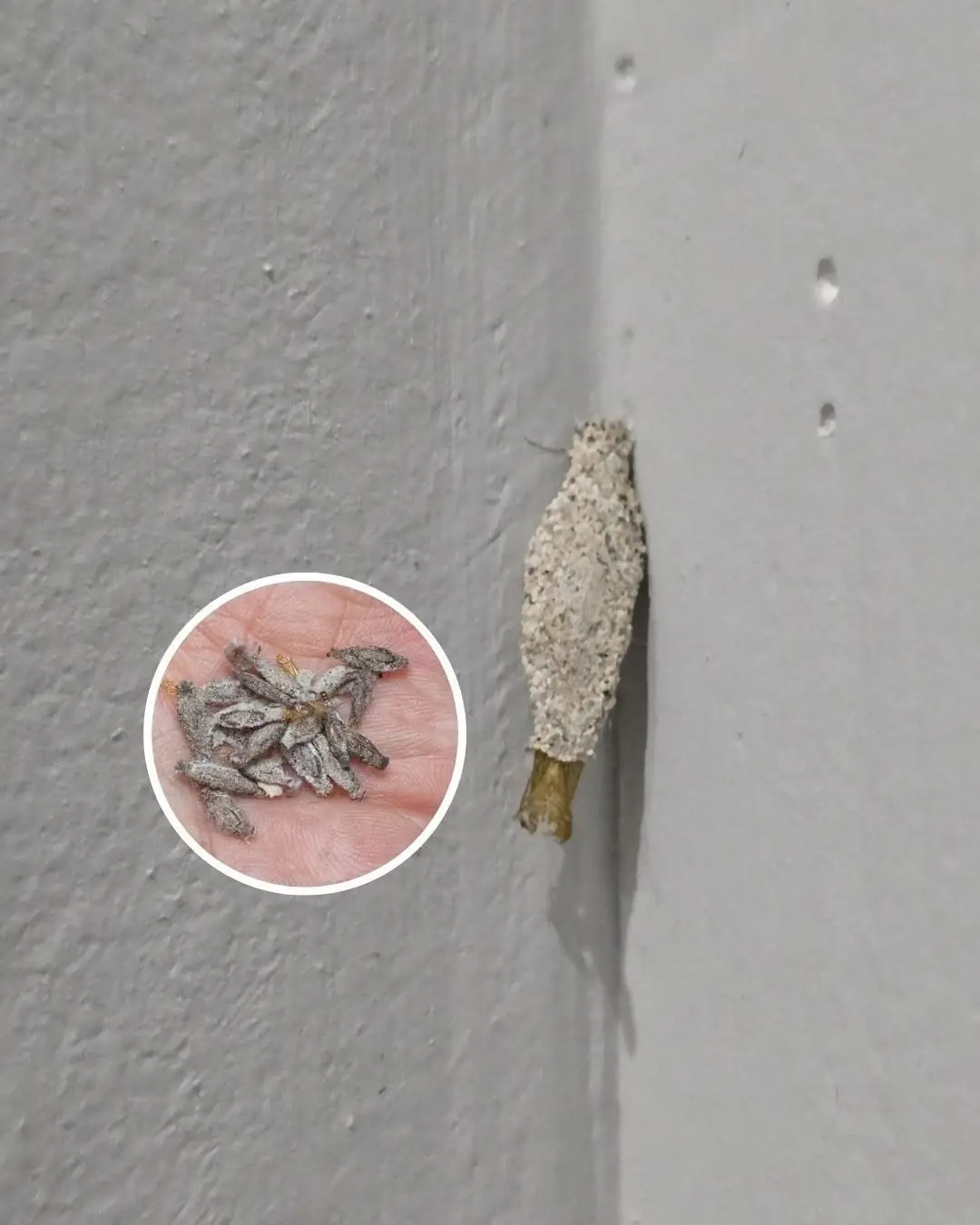 หมั่นตรวจดูผนังบ้านเป็นประจำ ระวังแมลงชนิดนี้ก่อนจะสายเกินไป...