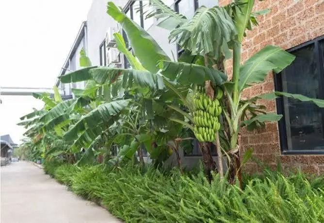 บ้านไหนมี 5 ต้นไม้นี้ ระวัง! ตามความเชื่ออาจนำพาหนี้สินและโชคร้ายเข้าบ้าน