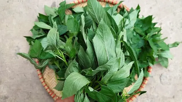 เซลล์ม.ะเ.ร็.ง “กลัวที่สุด” ผัก 3 ชนิดนี้! กินทุกวัน ห่างไกลโ.ร.ค แถมไม่อ้วน