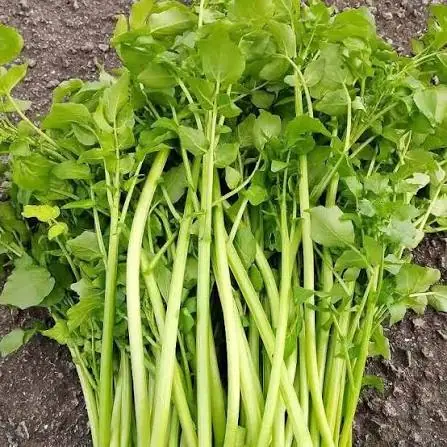 ไขมันพอกตั.บมีทางแก้! แพทย์แนะ “ผัก 2 ชนิด” ที่ไทยมี กินสดกำมือเดียว ดีขึ้น 50