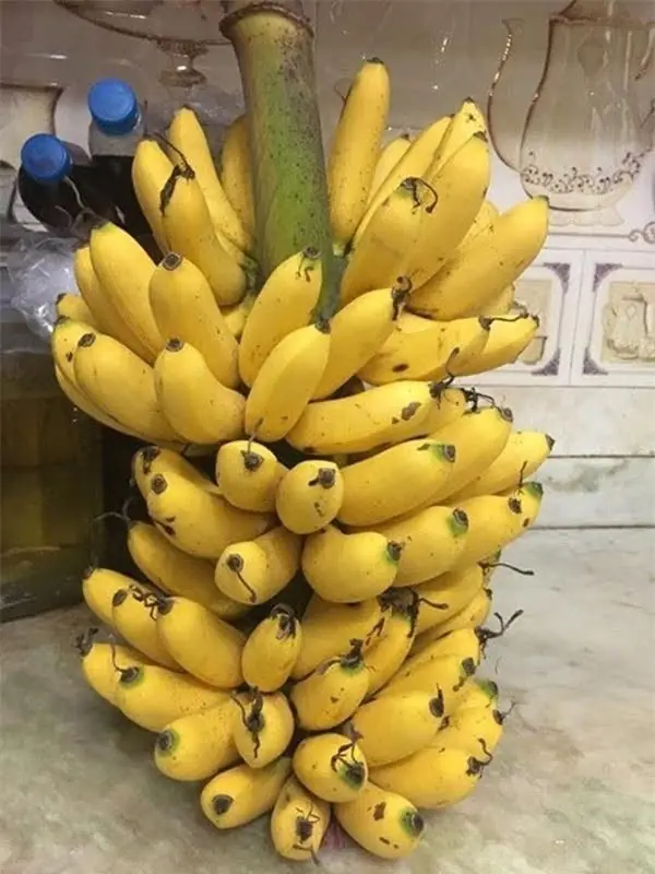 แพทย์เผย การกินกล้วยก่อนนอนทุกคืน อาจส่งผลต่อร่างกายโดยไม่รู้ตัว