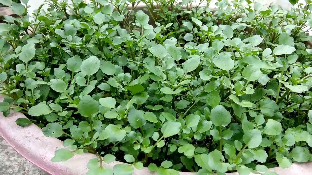 ผักต้านมะเร็งที่สหรัฐฯ ยกย่องว่าดีที่สุดในโลก คนไทยหาซื้อได้ง่ายตามตลาด