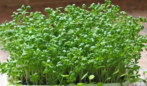 ไขมันพอกตั.บมีทางดูแล! แพทย์แนะนำ “ผัก 2 ชนิด” ที่หาได้ในไทย อุดมด้วยสารอาหารดีต่อสุขภาพตับ