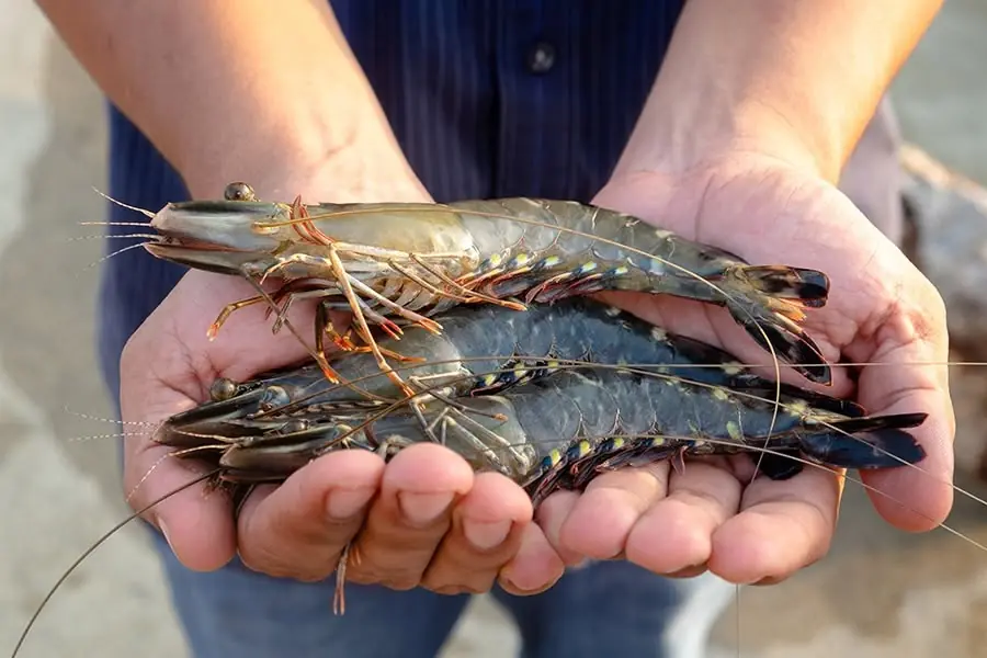 วิธีแยกกุ้งเลี้ยงกับกุ้งธรรมชาติให้แม่นที่สุดในปี 2026: เทคนิคง่าย ๆ ที่ใครก็ทำได้