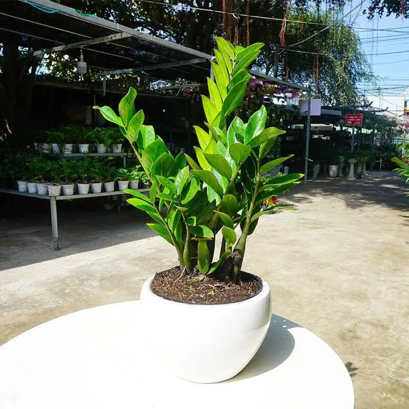 ถ้าบ้านคุณมี 5 ต้นไม้นี้ รีบเช็กด่วน! คนโบราณเชื่อว่า ยิ่งปลูกยิ่งจน เงินทองรั่วไหลไม่หยุด