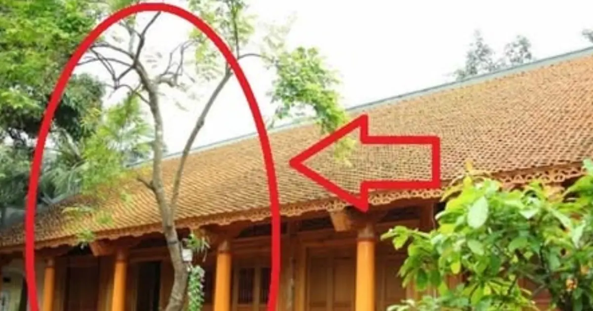 5 ต้นไม้มงคลที่คนโบราณเตือนไว้ อย่าเพิ่งโค่นทิ้ง! เชื่อกันว่าช่วยเสริมสิริมงคลและความร่ม