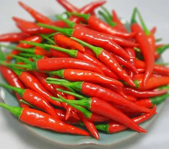 เคล็ดลับดูแลต้นพริกให้ดก สมบูรณ์ แก้ปัญหาใบเหลืองและต้นโทรม