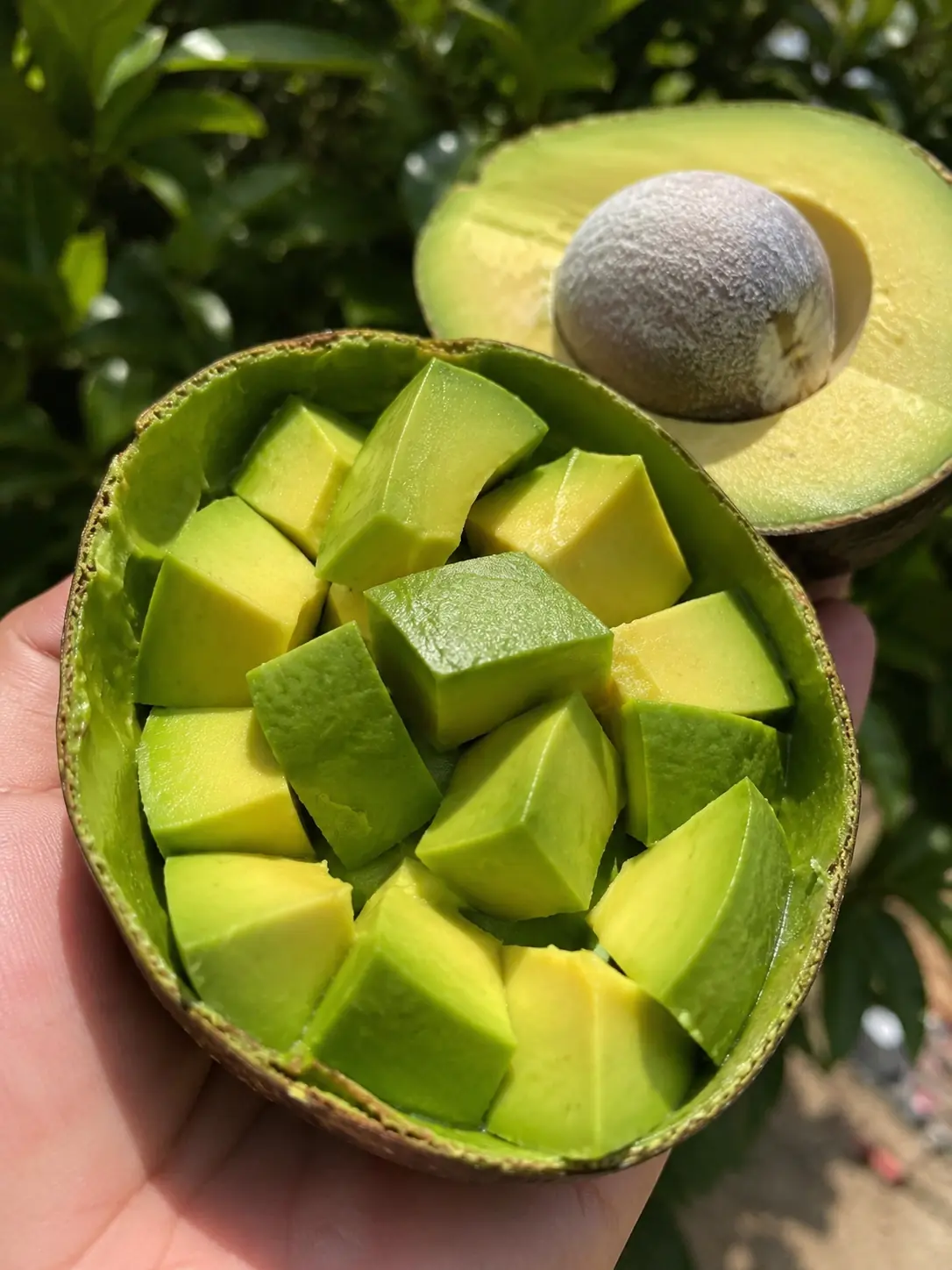 แพทย์เผย! การกินอะโวคาโดเป็นประจำ ส่งผลต่อร่างกายอย่างไร... ดูเพิ่มเติม