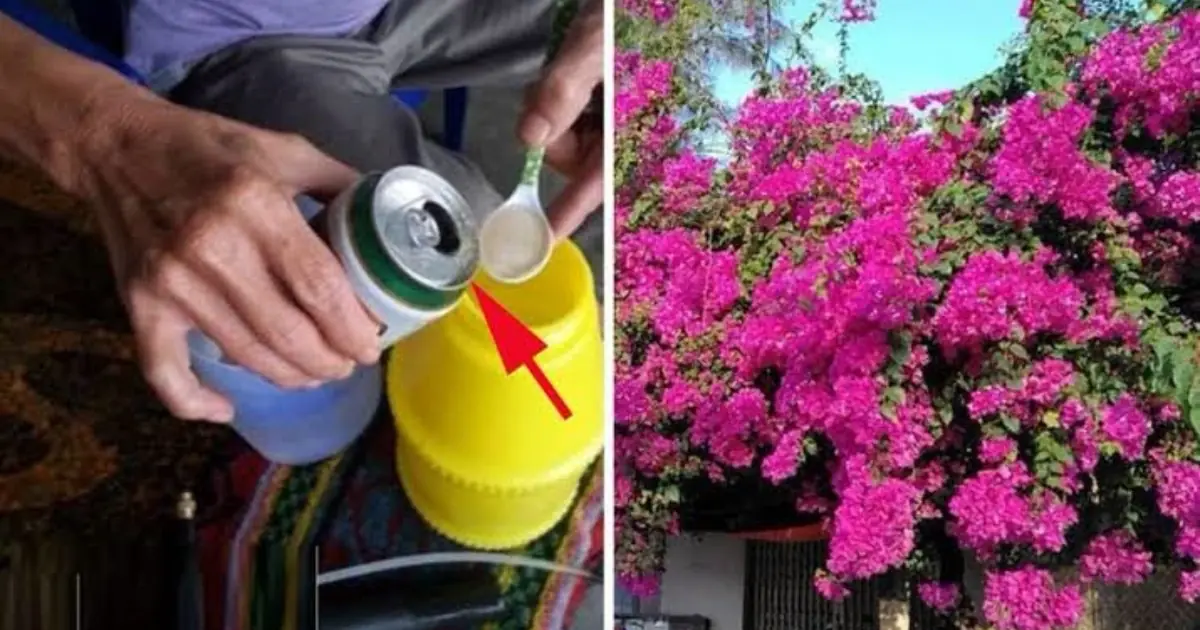3 ชนิดน้ำบำรุงต้นเฟื่องฟ้า ช่วยให้ดอกดก สีสด และออกดอกสวยได้นาน